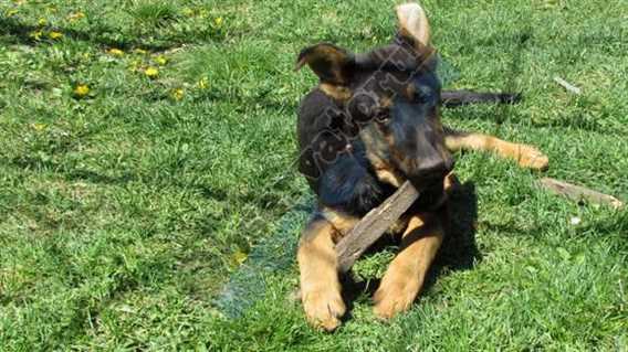 caine