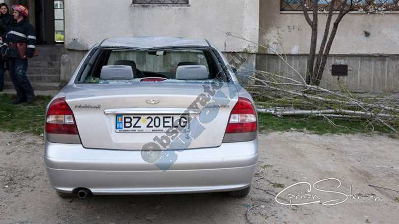 Copac Cazut masina-5
