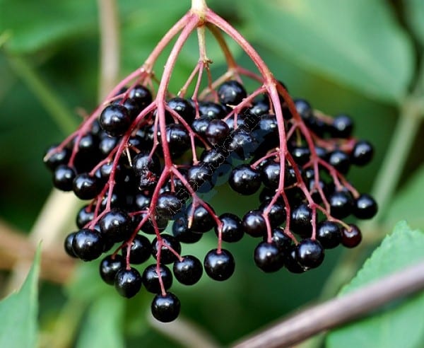soc_fructe
