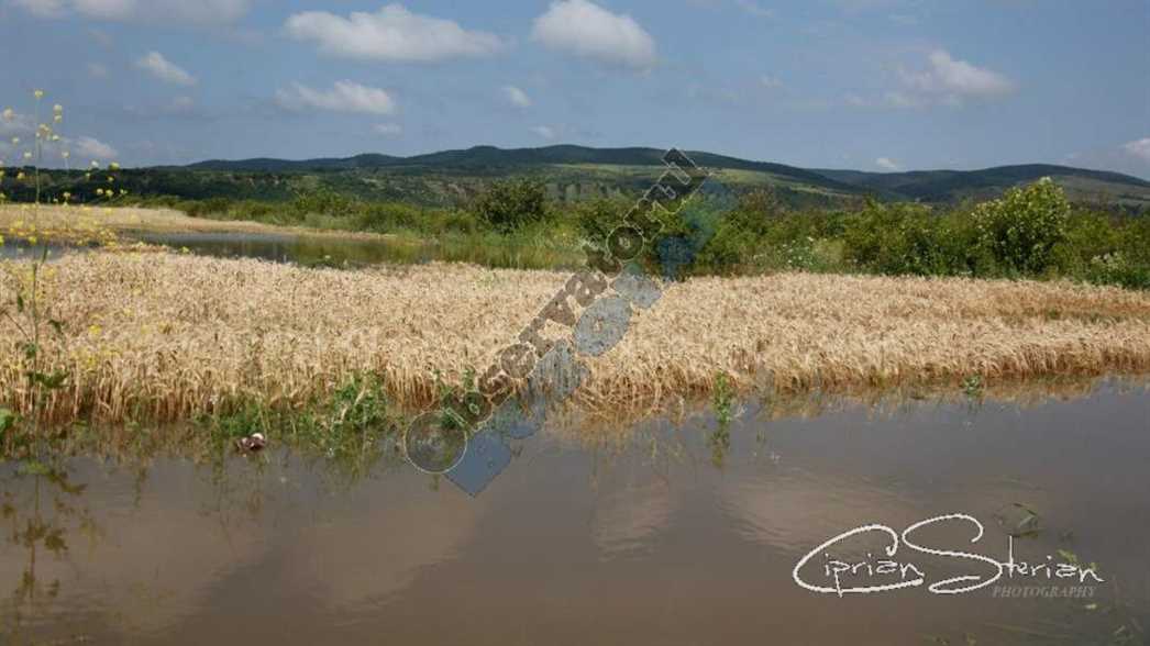 inundatii Vernesti-15