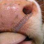 Limba Vaca 1