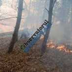 incendiu-padure1