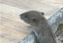 La Buzău, civilizația prinde contur!