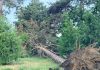 Bilanț după furtuna care a lovit Buzăul: 84 de intervenții pentru copaci căzuți, aproape 500 de apeluri la 112 și zeci de pompieri mobilizați