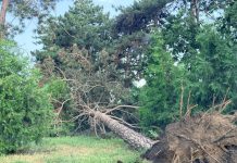 Bilanț după furtuna care a lovit Buzăul: 84 de intervenții pentru copaci căzuți, aproape 500 de apeluri la 112 și zeci de pompieri mobilizați